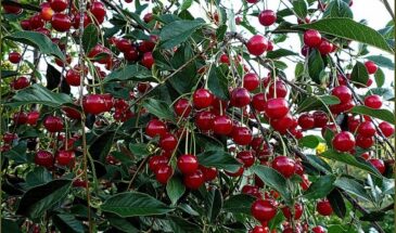 Вишня будет ломиться от ягод: 3 подкормки, которые гарантируют урожай — схема, работающая даже на бедной почве