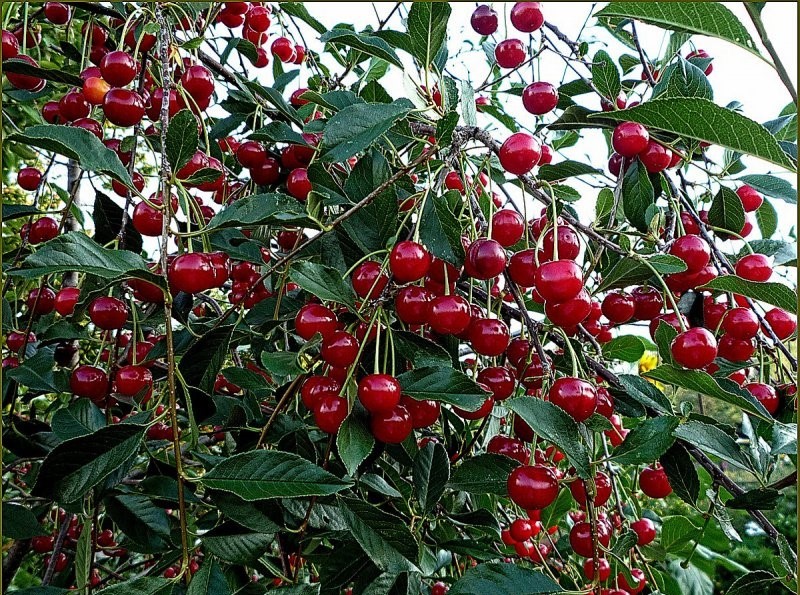 Вишня будет ломиться от ягод: 3 подкормки, которые гарантируют урожай — схема, работающая даже на бедной почве