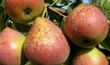 Груша «Мраморная»: 50 кг с дерева — сорт, который окупит терпение