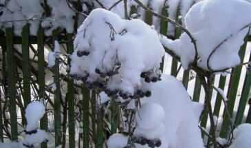 Снежная зима обернётся нашествием вредителей: биолог предупредила дачников об угрозе и назвала сроки защиты