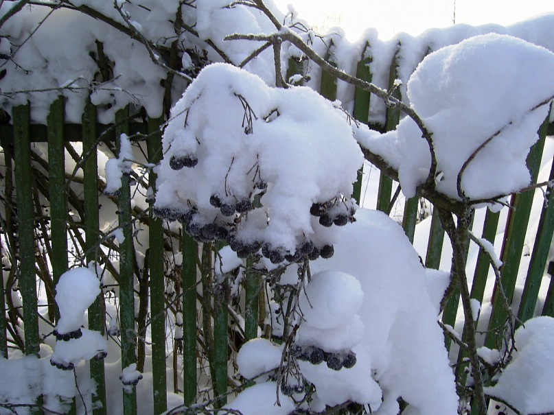 Снежная зима обернётся нашествием вредителей: биолог предупредила дачников об угрозе и назвала сроки защиты