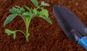 «Листья кричат о помощи»: 3 знака, что вашим помидорам срочно нужна подкормка