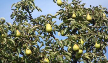 Пятна на груше — срочно обработайте, или потеряете урожай: агроном рассказала, как спасти дерево