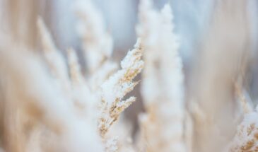 Март обманет — сад погибнет? 5 спасительных лайфхаков от возвратных заморозков, которые сохранят урожай!