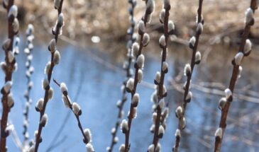 Никогда не выбрасывайте освящённую вербу: что делать с ветками после Вербного воскресенья