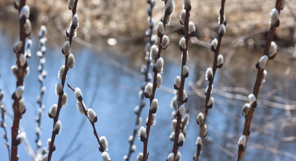 Никогда не выбрасывайте освящённую вербу: что делать с ветками после Вербного воскресенья