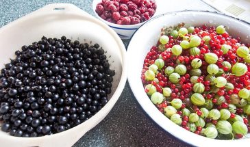 Хотите ведро ягод с куста? Сделайте это весной!