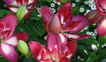 Лилия-хамелеон: зимостойкий сорт, который меняет окраску на глазах