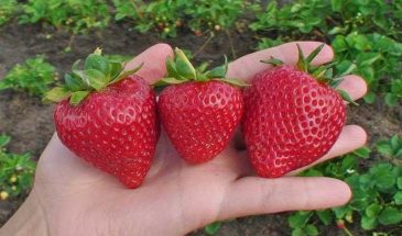 «Ламбада», «Анабланка» и «Кимберли»: три сорта клубники, которые слаще мёда — но есть нюанс