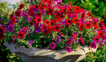 Секрет цветущего шара: какой объем горшка на самом деле нужен петунии