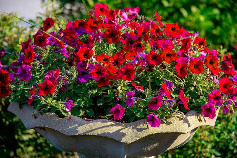 Секрет цветущего шара: какой объем горшка на самом деле нужен петунии