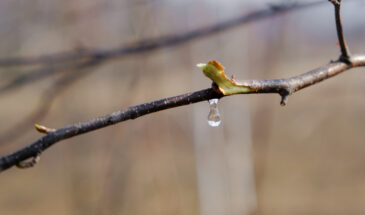 Берёзовый сок: как собрать без вреда для дерева и не получить вместо напитка уксус