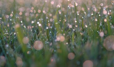 День святых жен-мироносиц: одна работа в огороде 26 апреля — и урожай удвоится, а другая — погубит всё