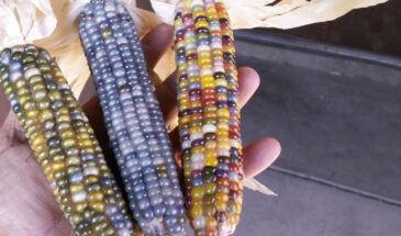 Кукуруза, которая сияет как самоцветы: секрет радужного початка, покорившего интернет