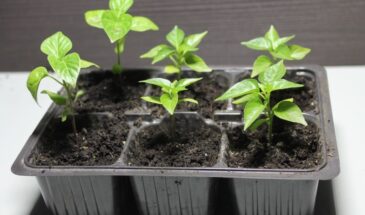 Пикировка перца на Пасху: можно ли рассаживать — одна хитрость, о которой молчат огородники