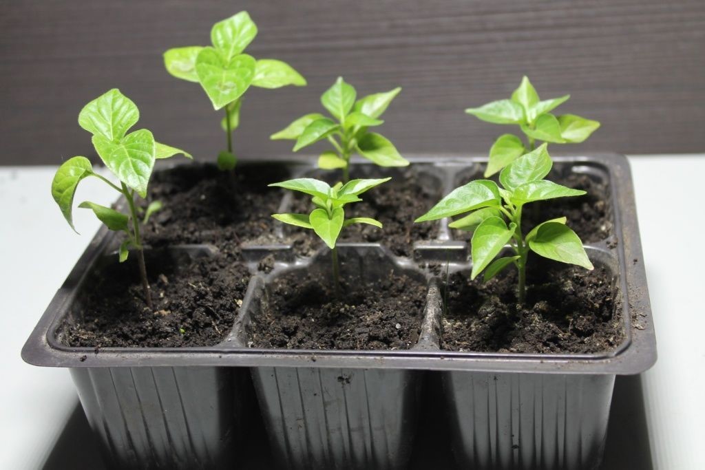 Пикировка перца на Пасху: можно ли рассаживать — одна хитрость, о которой молчат огородники