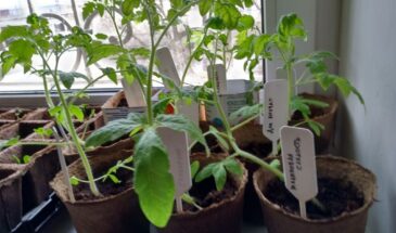 Можно ли пикировать томаты на Пасху: одна хитрость, которая не нарушит праздник и спасёт рассаду