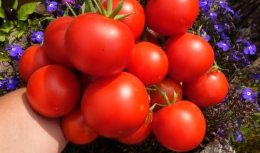 Уникальный томат Кульчицкого: один старинный сорт, который плодоносит до заморозков без химии