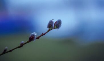 Верба под матрас и браслет на руку: семь забытых оберегов Вербного воскресенья, о которых молчат