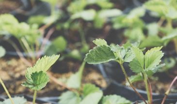 Клубника в мае: одна подкормка до цветения — и ягоды наливаются с яблоко