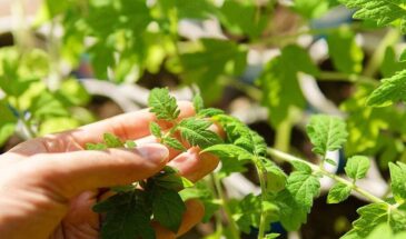 Ложка костной муки за 7 дней: почему дачники игнорируют подкормку, которая делает рассаду мощной