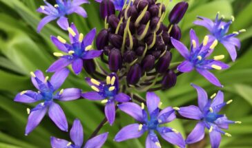 Дрожжи с сахаром для цветов: одна подкормка, которая заставляет клумбу «взорваться» бутонами за неделю