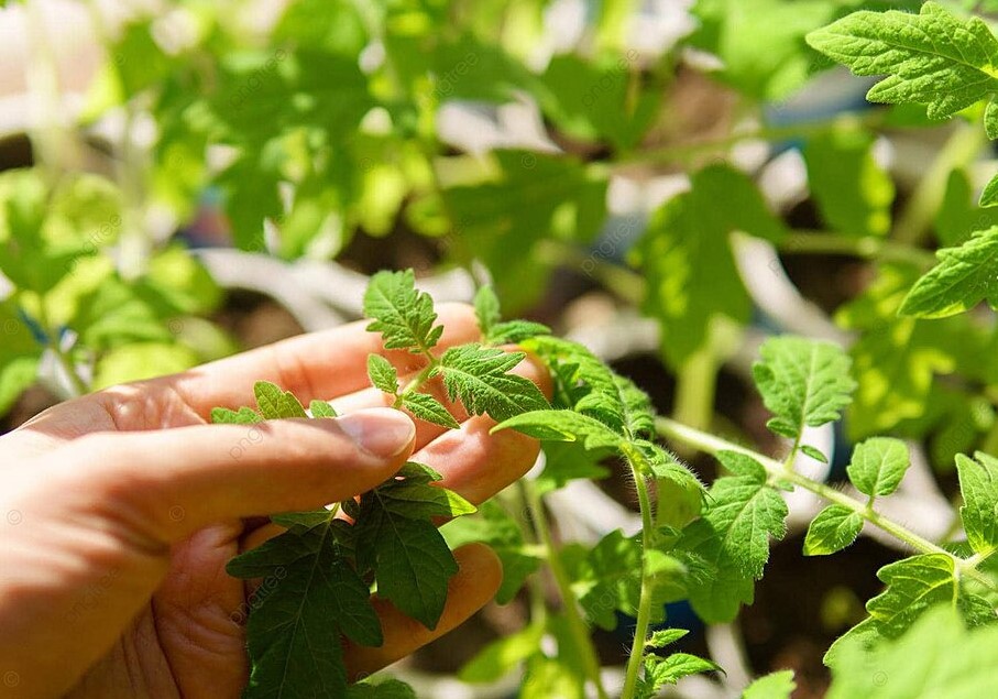 Ложка костной муки за 7 дней: почему дачники игнорируют подкормку, которая делает рассаду мощной