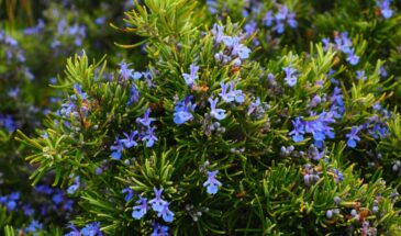 Комары боятся этой специи: один куст розмарина — и кровососы облетают участок за километр