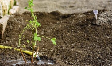 Одно растение на грядках, которое защитит от клещей на весь сезон