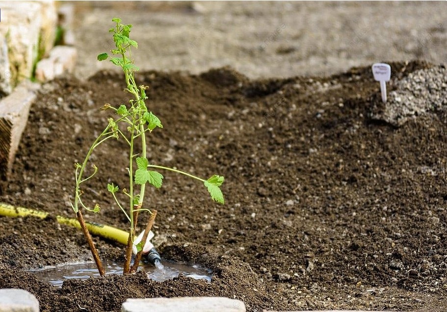 Одно растение на грядках, которое защитит от клещей на весь сезон