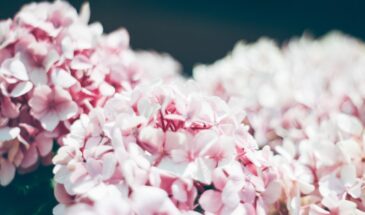 Гортензия весной: как посадить, чтобы пышные шапки появились уже в первый сезон