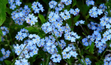 Цветы, которые душат сорняки и приманивают пчел: как забыть про прополку навсегда