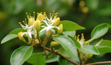 До набухания почек: один раствор, который защищает жимолость от тли всё лето