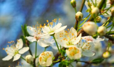 Ранняя весна: одна обработка сада, которая спасёт урожай — схема, о которой молчат