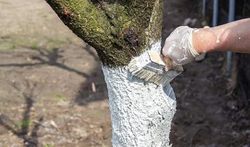 Побелка для деревьев держится весь сезон: 4 рецепта, которые не смывает дождь