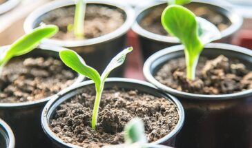 Лунный календарь для огурцов в апреле 2026: два дня, которые дадут крепкую рассаду и ранний урожай