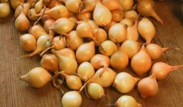 Лук-севок перед посадкой: одна ошибка, которая губит урожай — и как её исправить за 20 минут