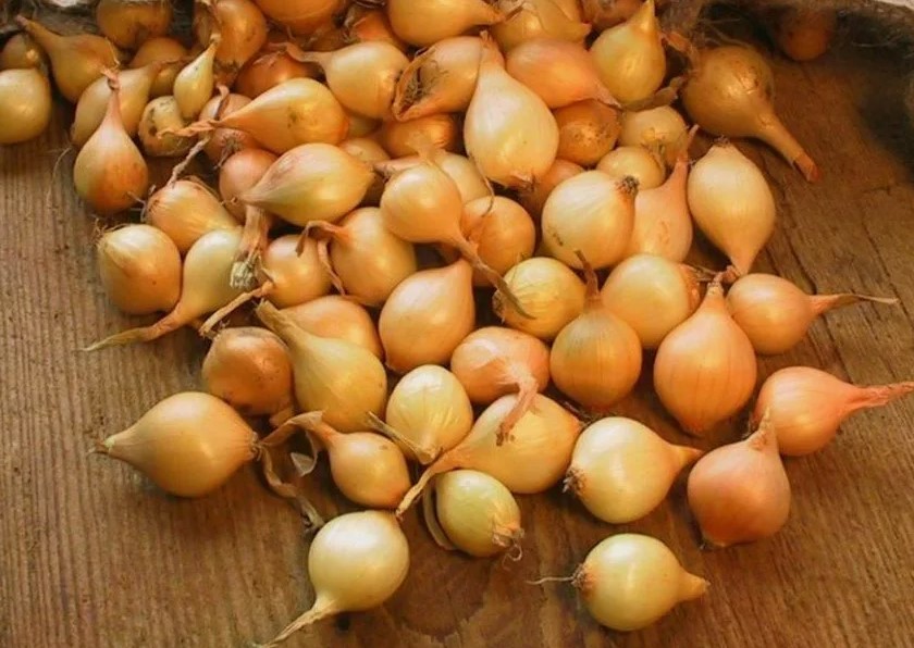 Лук-севок перед посадкой: одна ошибка, которая губит урожай — и как её исправить за 20 минут