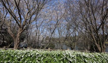 Можно ли сажать кустарники на Пасху? Садоводы спорят, а эти 6 видов уже рвутся в землю — и вы будете в восторге!