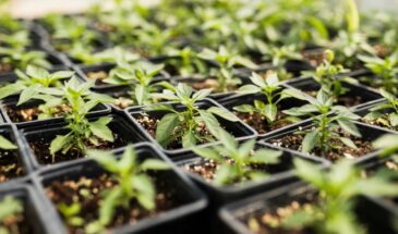 Чтобы рассада помидоров хорошо росла: можно ли это делать на Пасху— один нюанс, который меняет всё