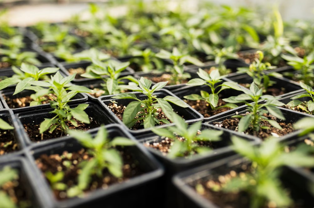 Чтобы рассада помидоров хорошо росла: можно ли это делать на Пасху— один нюанс, который меняет всё