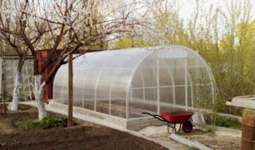 Весенняя обработка сада: одна процедура, которая спасёт от вредителей на всё лето