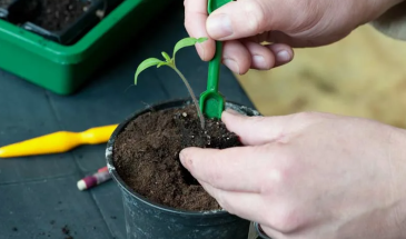 Томатоводы, не делайте этого: 10 ошибок при пикировке, которые губят рассаду