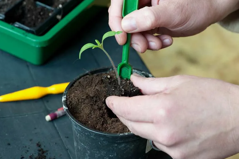 Томатоводы, не делайте этого: 10 ошибок при пикировке, которые губят рассаду