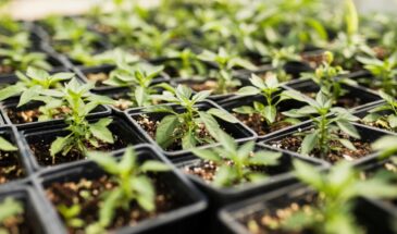 Заострите спичку — и перцы выстрелят: три приёма, которые ускоряют рост рассады в два раза