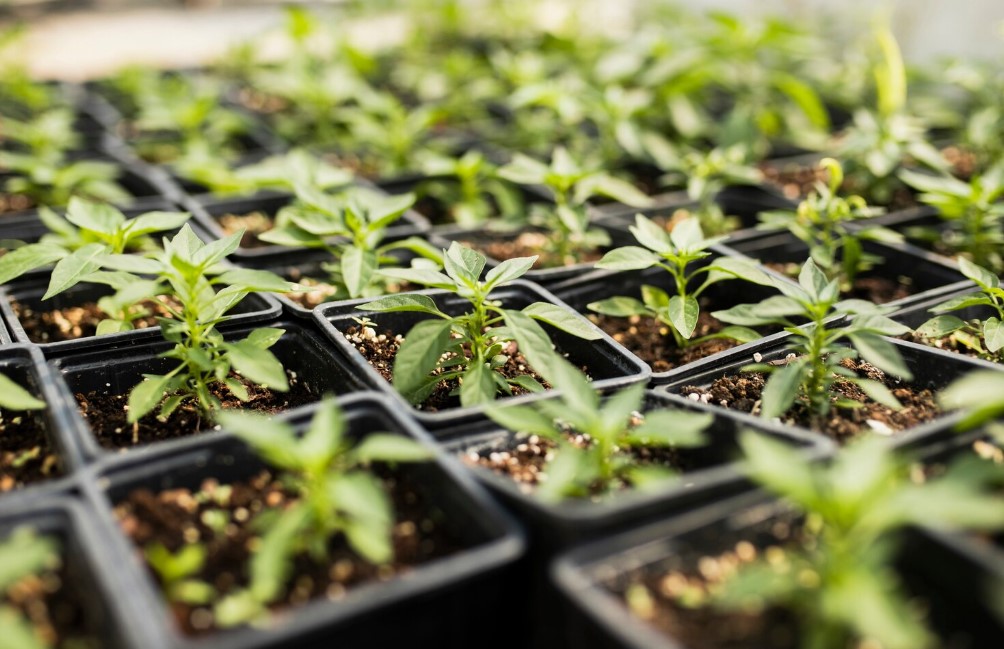 Заострите спичку — и перцы выстрелят: три приёма, которые ускоряют рост рассады в два раза