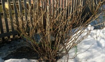 Апрель не проспите: одна обработка, которая спасёт смородину от вредителей и подарит ведра ягод