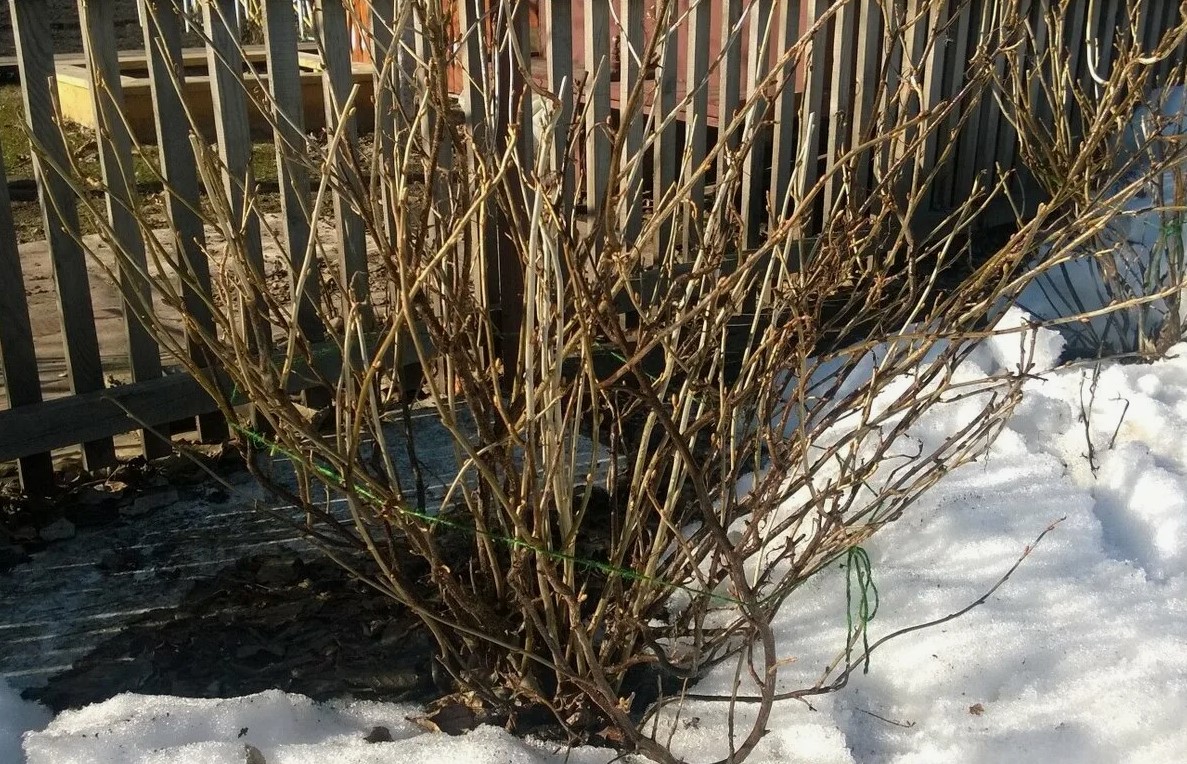 Апрель не проспите: одна обработка, которая спасёт смородину от вредителей и подарит ведра ягод