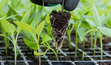 Положи это в лунку — и томаты рванут в рост: 5 добавок, которые защищают рассаду лучше дорогой химии