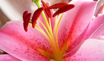 Лилии: одна деталь при посадке — и они цветут всё лето, а соседи не верят глазам